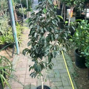 Buy Benjamin Fig | Ficus Tree Online in UAE
