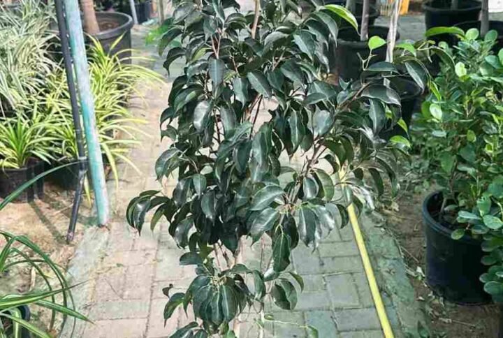 Buy Benjamin Fig | Ficus Tree Online in UAE