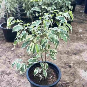 Buy Benjamina Starlight Small | UAE Delivery