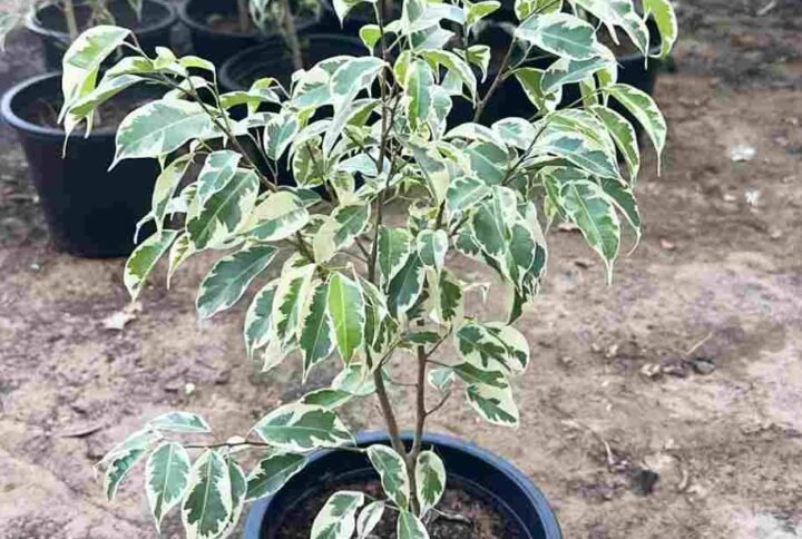 Buy Benjamina Starlight Small | UAE Delivery