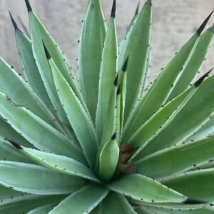 Buy Black Spined Agave Variegated | Plantshop.me