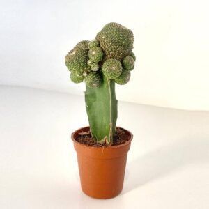 Buy Blossfeldia Cactus Online | UAE Delivery
