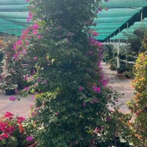 Buy Bougainvillea Glabra Purple Tall | UAE Delivery