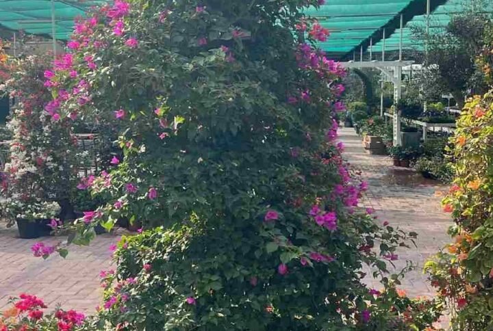 Buy Bougainvillea Glabra Purple Tall | UAE Delivery