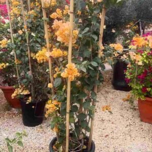 Buy Bougainvillea Orange Tall | Vibrant Outdoor Plant