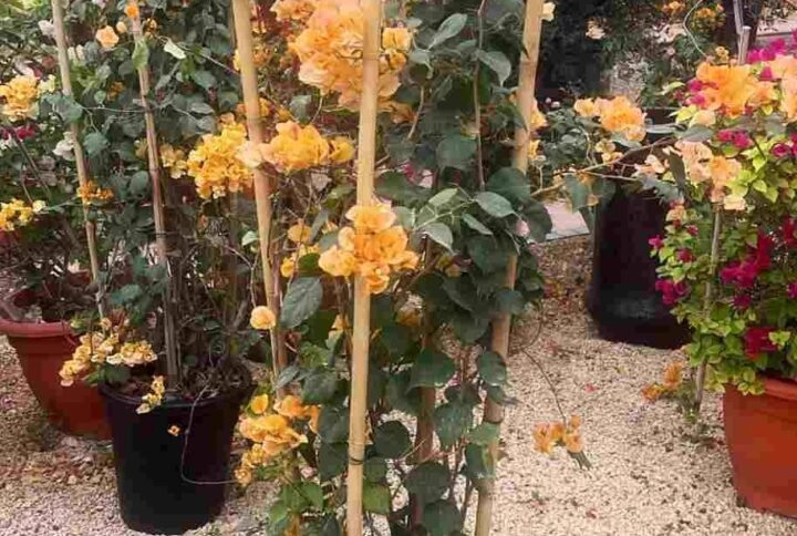 Buy Bougainvillea Orange Tall | Vibrant Outdoor Plant
