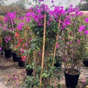 Buy Bougainvillea Purple Tall | Fast Delivery UAE