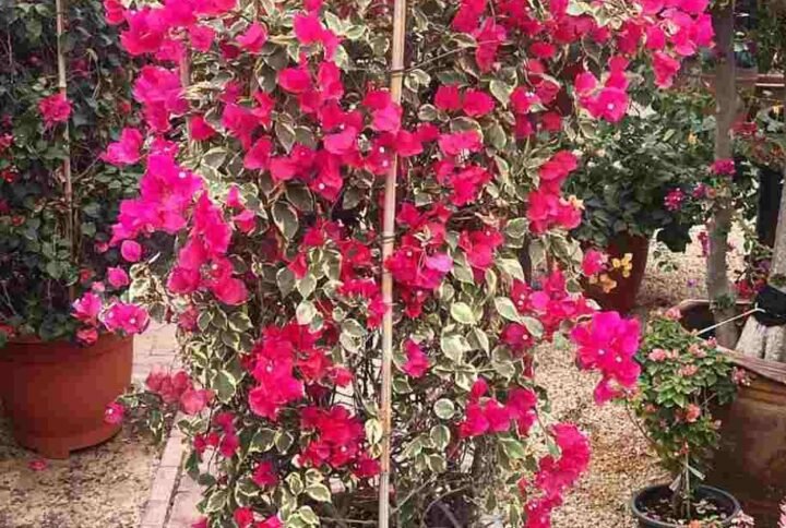 Buy Bougainvillea Variegata Bushy | UAE Delivery