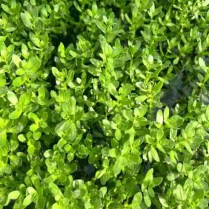 Buy Brahmi Water Plant Online | Plantshop.me