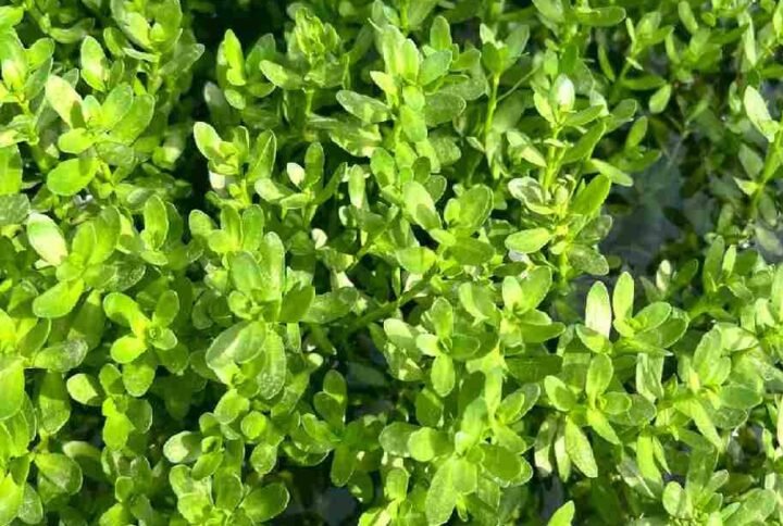 Buy Brahmi Water Plant Online | Plantshop.me
