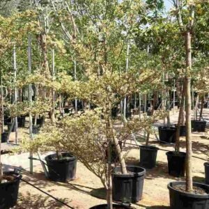 Buy Bucida Buceras Variegated Tall | UAE Online