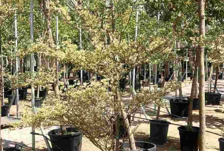 Buy Bucida Buceras Variegated Tall | UAE Online
