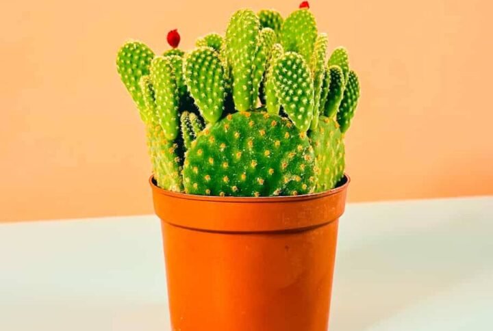 Buy Bunny Ear Yellow Cactus | Plantshop.me