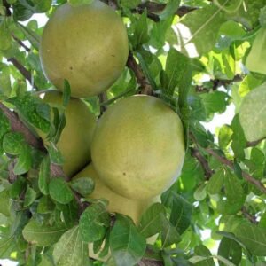 Buy Calabash Tree Online | Fast Delivery in UAE