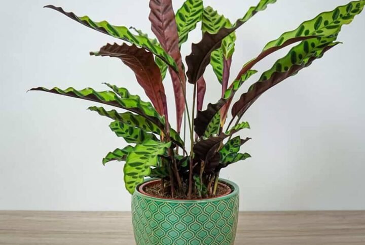Buy Calathea lancifolia Holland - Plantshop.me