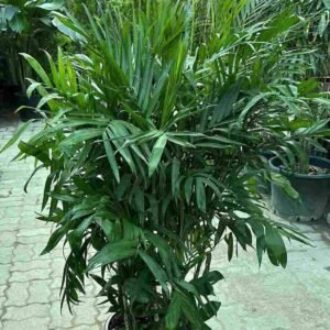 Buy Chamaedorea Seifritzii - Elegant Indoor Palm UAE