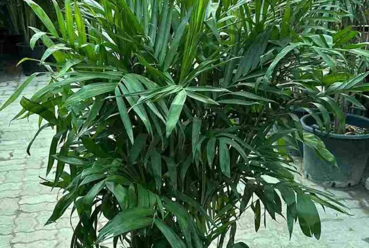 Buy Chamaedorea Seifritzii - Elegant Indoor Palm UAE