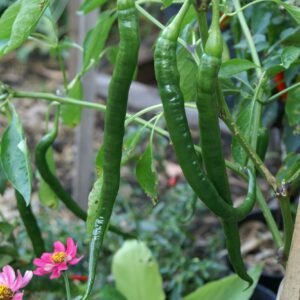 Buy Chilli Hot Pepper Long Seeds - Plantshop.me UAE