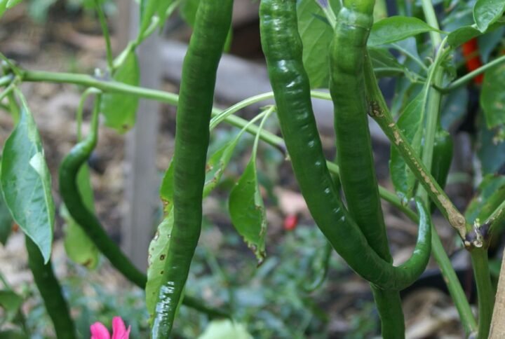 Buy Chilli Hot Pepper Long Seeds - Plantshop.me UAE