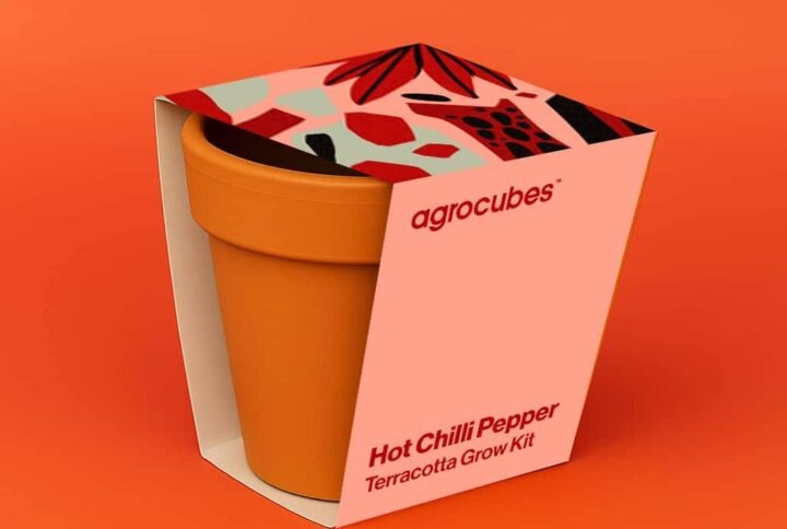 Buy Chilli Pepper Terracotta Grow Kit - UAE Online