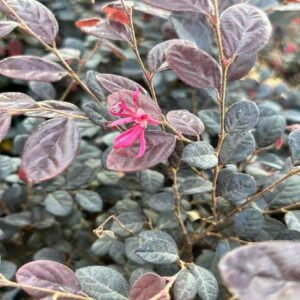 Buy Chinese Fringe Flower | Plantshop.me UAE