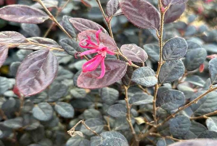Buy Chinese Fringe Flower | Plantshop.me UAE