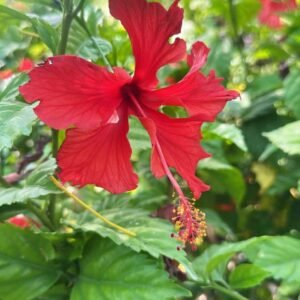 Buy Chinese Hibiscus Online | UAE Delivery