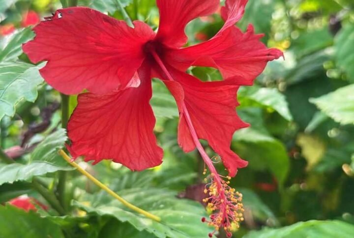 Buy Chinese Hibiscus Online | UAE Delivery
