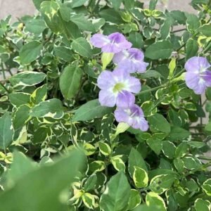 Buy Chinese Violet Variegata Bushy | Plantshop.me UAE
