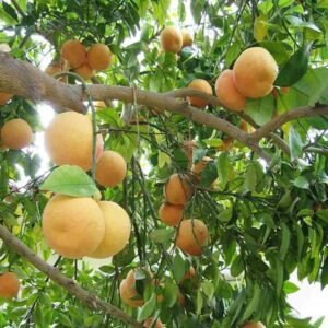 Buy Citrus Paradisi Pomelo Tree | Fast UAE Delivery