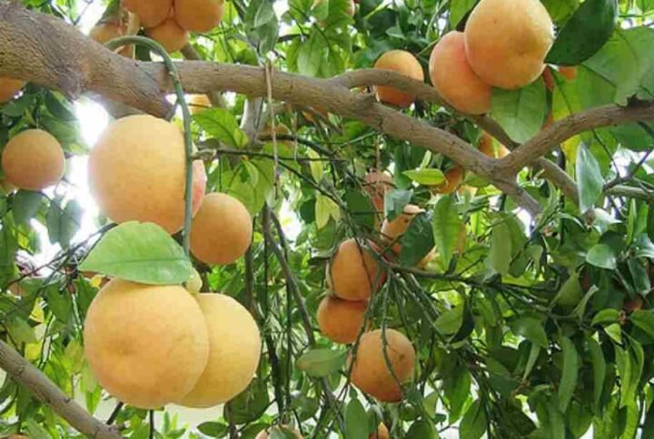 Buy Citrus Paradisi Pomelo Tree | Fast UAE Delivery