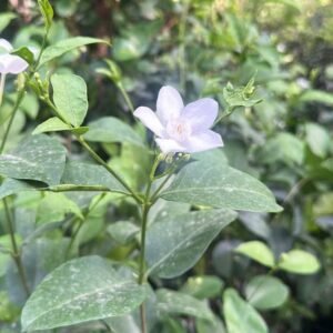 Buy Coral Swirl Plant Online in UAE Today