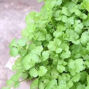 Buy Coriander Herb Seeds Online in UAE | Plantshop.me