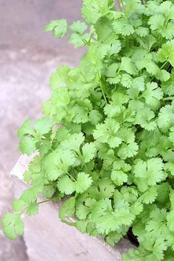 Buy Coriander Herb Seeds Online in UAE | Plantshop.me