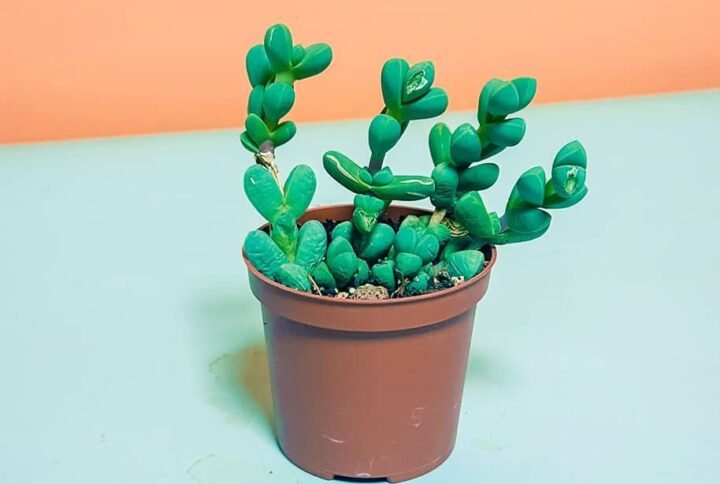 Buy Corpuscularia Online | Plantshop.me UAE
