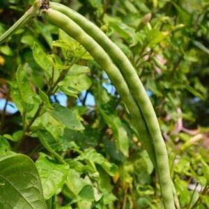Buy Cowpeas California Blackeye Vegetable Seeds Online