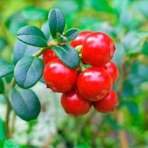 Buy Cranberry Seeds Online | Fresh Garden Seeds | Plantshop.me