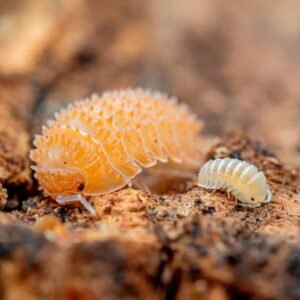 Buy Cristarmadillidium Muricatum Isopods | Plantshop.me
