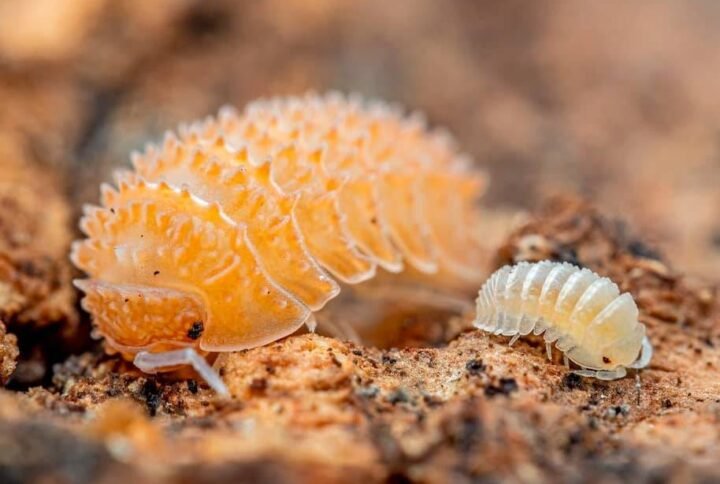 Buy Cristarmadillidium Muricatum Isopods | Plantshop.me