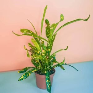 Buy Croton Stardust Small Plant | UAE Delivery