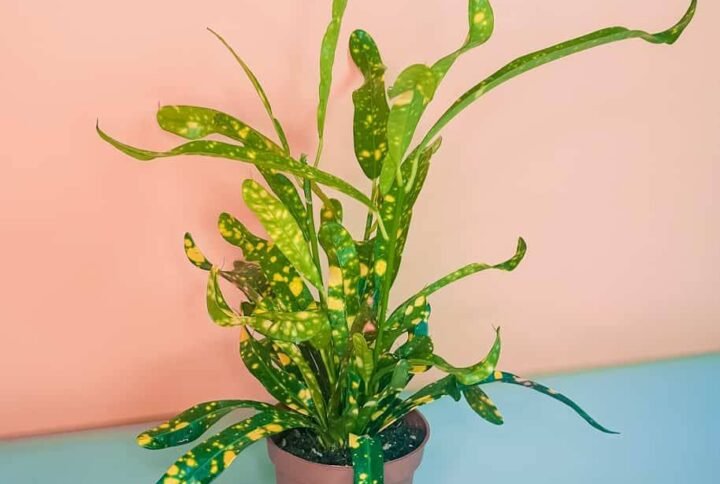 Buy Croton Stardust Small Plant | UAE Delivery