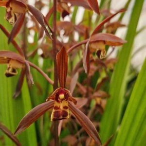 Buy Cymbidium sinense | Elegant Orchid for UAE Gardens