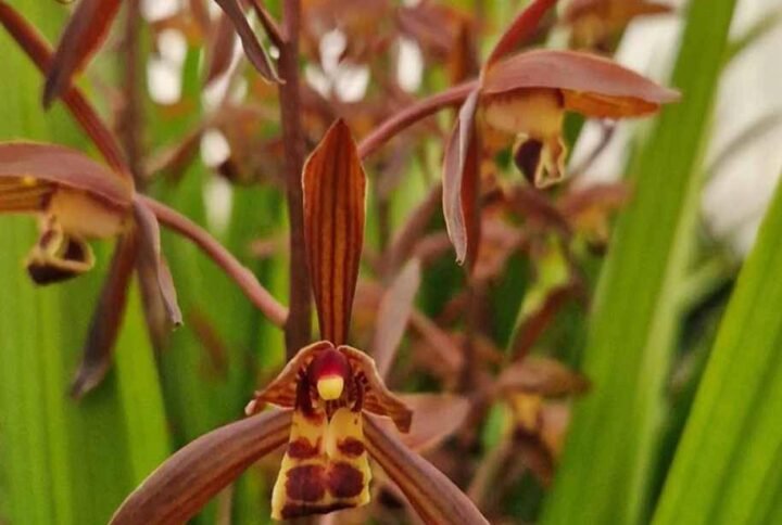 Buy Cymbidium sinense | Elegant Orchid for UAE Gardens