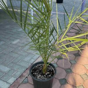 Buy Date Palm or Phoenix Dactylifera | UAE Plants