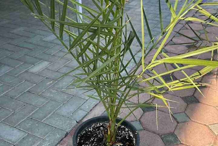 Buy Date Palm or Phoenix Dactylifera | UAE Plants