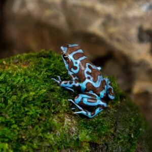 Buy Dendrobates Auratus Super Blue | Premium Dart Frogs UAE