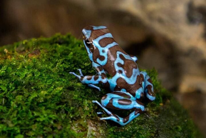 Buy Dendrobates Auratus Super Blue | Premium Dart Frogs UAE
