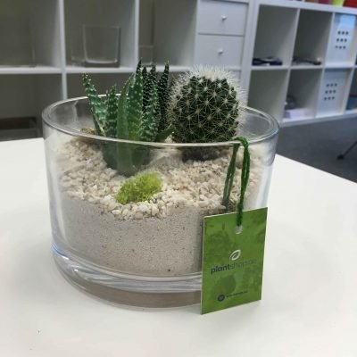 Buy Desert Terrarium (Small) - Plantshop.me UAE