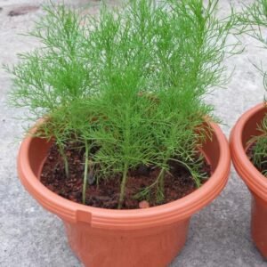 Buy Dill Herb Plant for Your Aromatic Garden