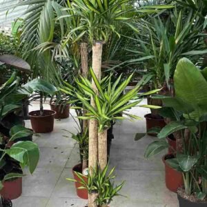 Buy Dracaena Fragrans Rikki Tall Live Plant | Plantshop.me